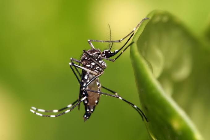 Aedes aegypti. (Foto: Reprodução/Ministério da Saúde)