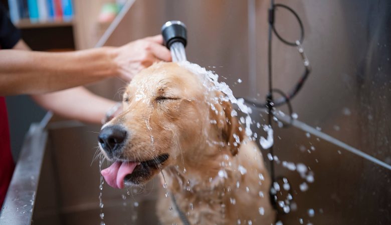 Pets no mercado de trabalho - CãoBoy Clínica Veterinária