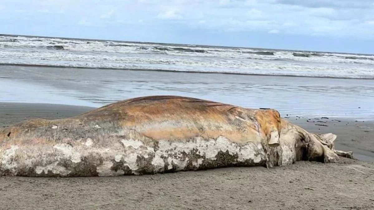 Baleia morta em litoral de SP