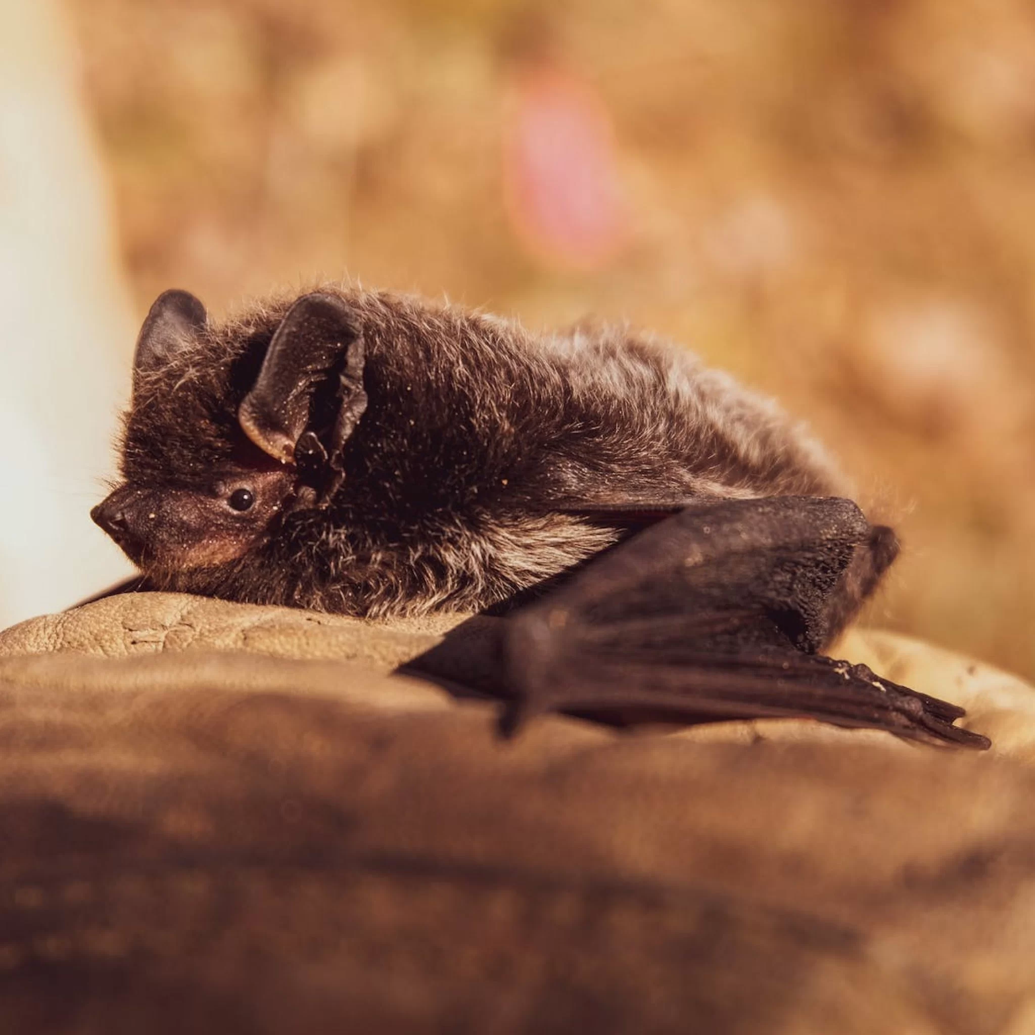 Morcego vetor do Nipah