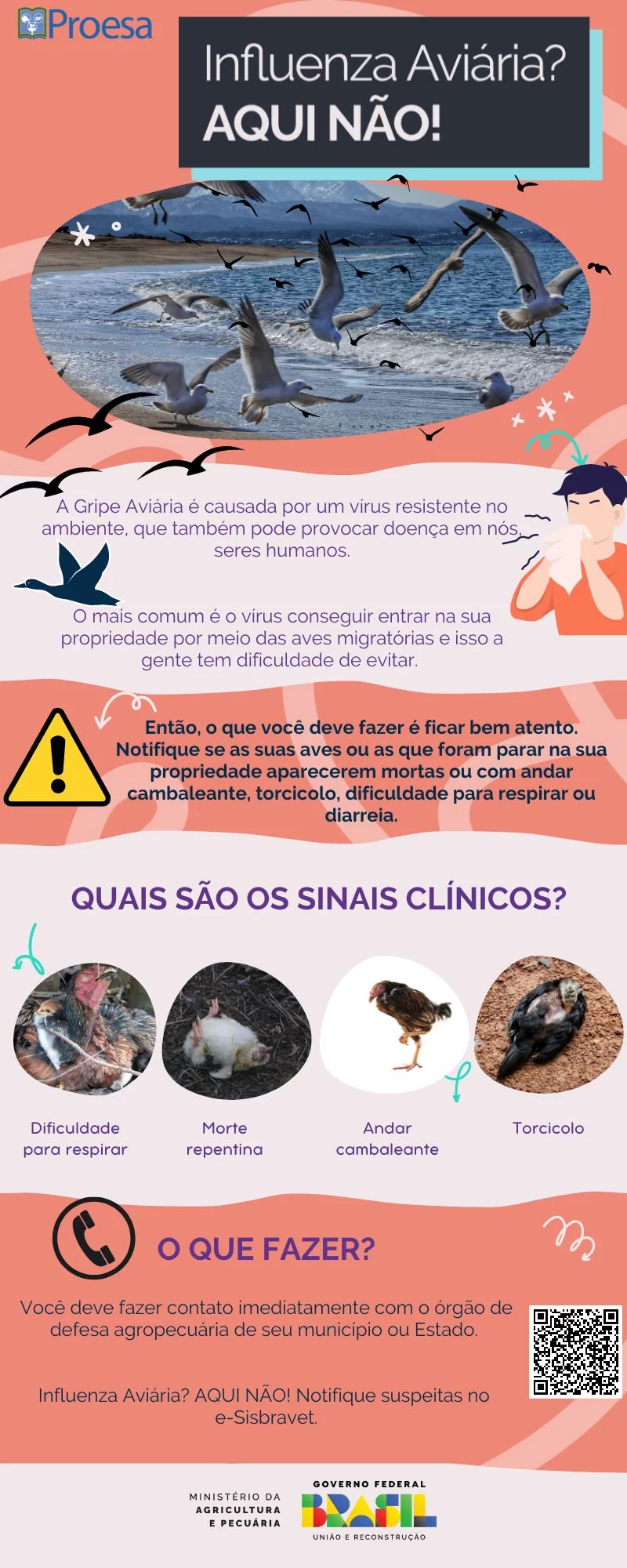 Infográfico explica como identificar gripe aviária e prevenções.