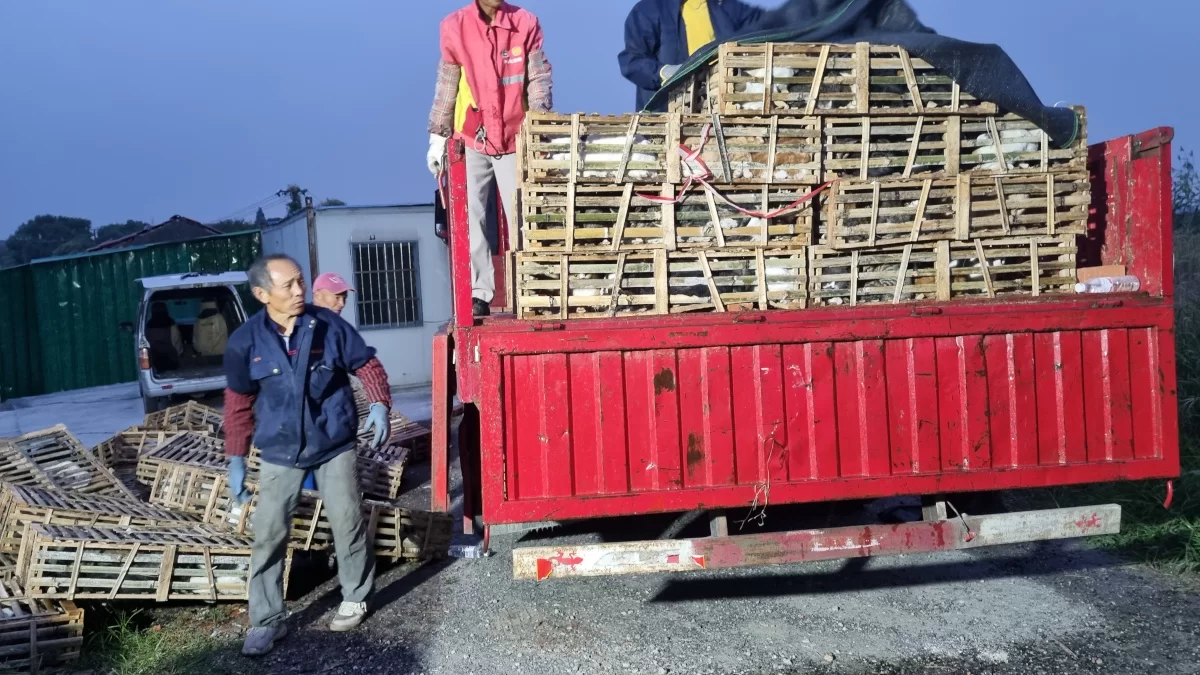 Operação policial em Zhangjiagang resgatou cerca de mil gatos