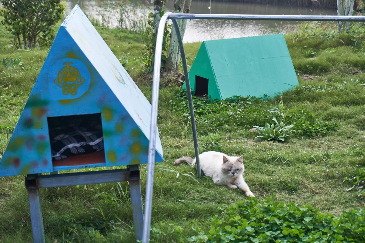 Ilha dos Gatos, em Taicang, promete ser refúgio para gatos que precisam de ajuda