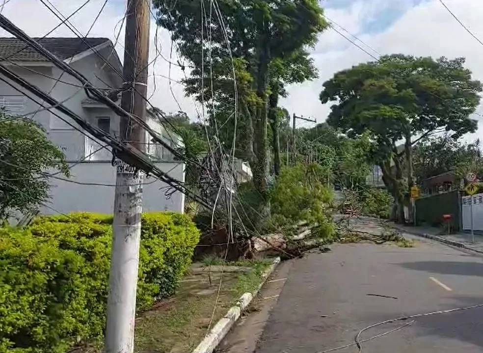 Àrvore que caiu sobre a fiação elétrica na rua Manoel Moraes Ponte, na Zona Norte de SP.