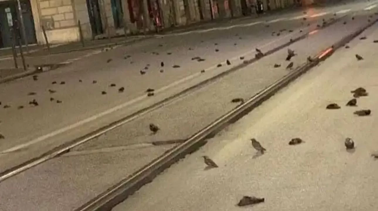 Pássaros são encontrados mortos após comemorações de Ano-Novo na Itália. 