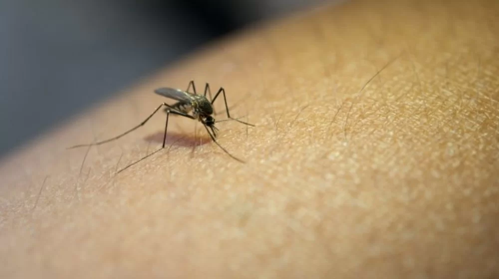 Foto Destaque: OMS alerta que 390 milhões de casos de dengue acontecem todo ano no mundo (Reprodução/Banco de Imagens/Serviços e Informações do Brasil)