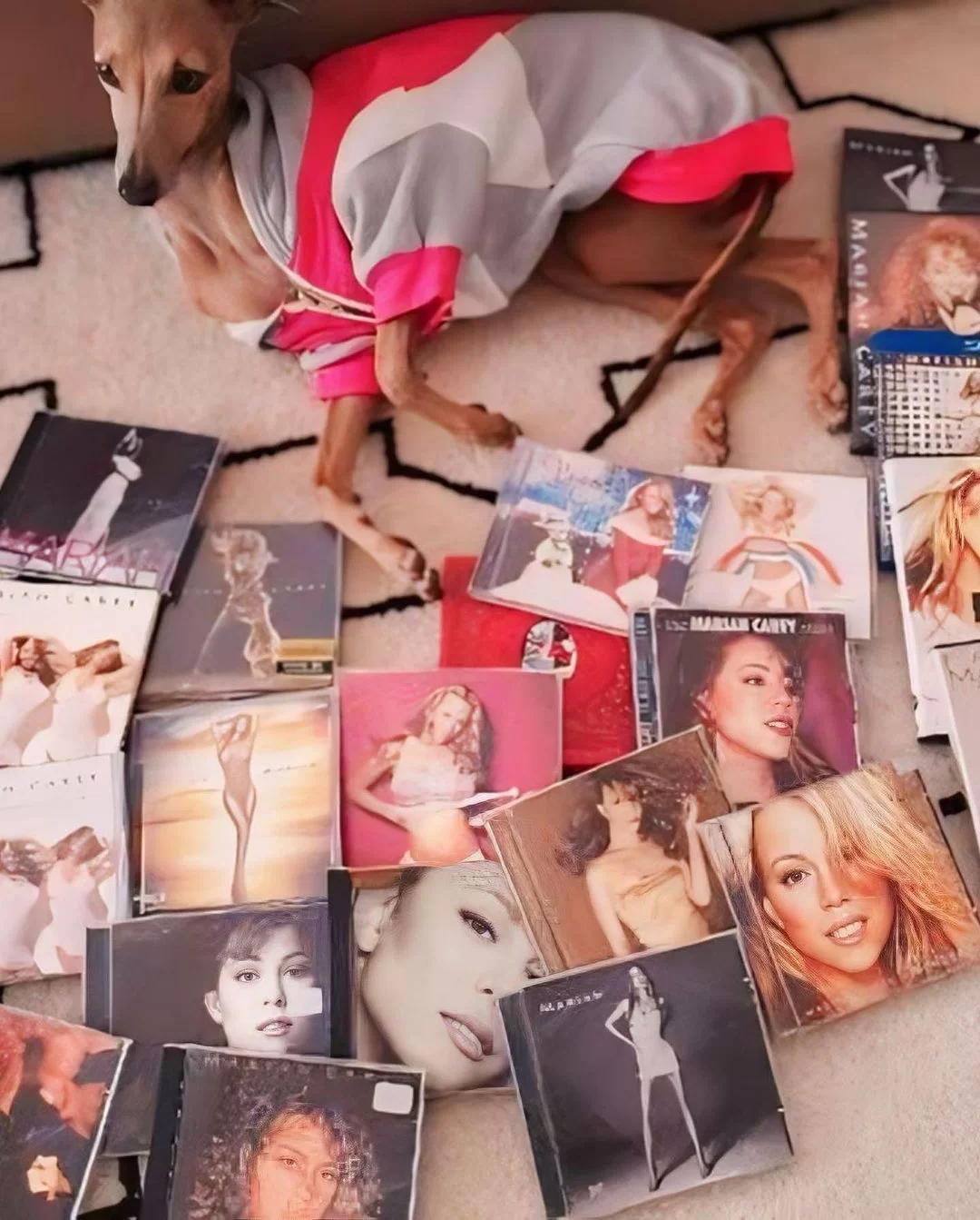 O cachorro de Anitta, Plínio, rodeado de álbuns de Mariah Carey