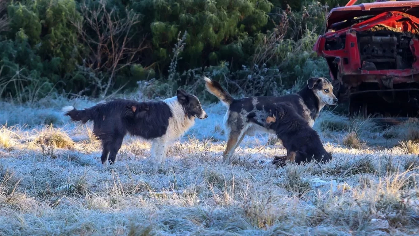 Cachorros com frio