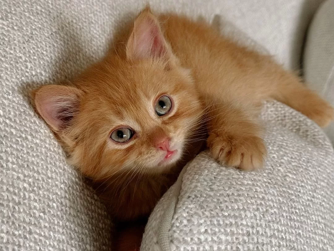 Novo gatinho da Marina Ruy Barbosa (Foto: reprodução/Instagram/@marinaruybarbosa) Lorena Bueri