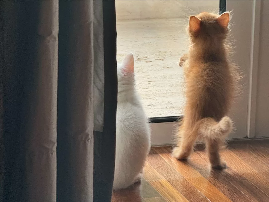 Cura junto ao novo gatinho (Foto: reprodução/Instagram/@marinaruybarbosa) Lorena Bueri