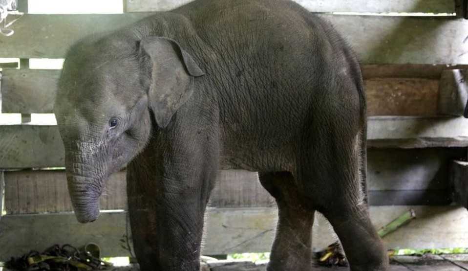 Falecimento precoce de filhote de elefante choca a todos com risco de extinção da espécie
