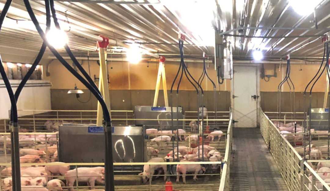 Em 2022, Brasil pretende elevar as vendas de carne suína para a Rússia