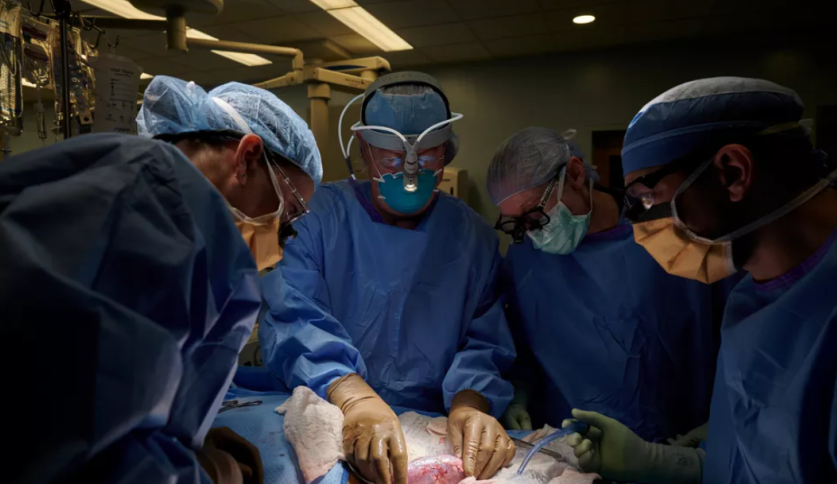 Homem recebeu coração de porco, nos Estados Unidos, em transplante incomum Lorena Bueri