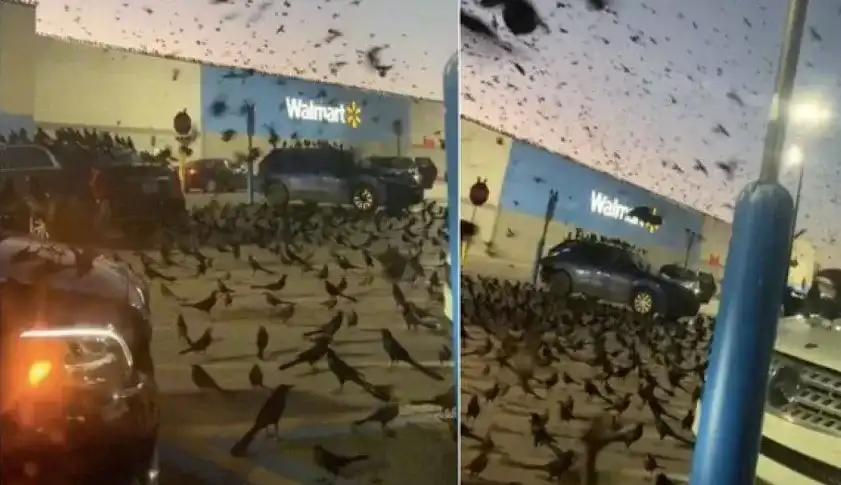 Pássaros invadem estacionamento e assustam motoristas nos EUA