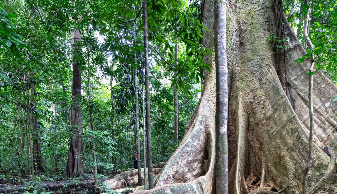 Projeto de NFT promete ajudar a diminuir os desmatamento da Amazônia Lorena Bueri