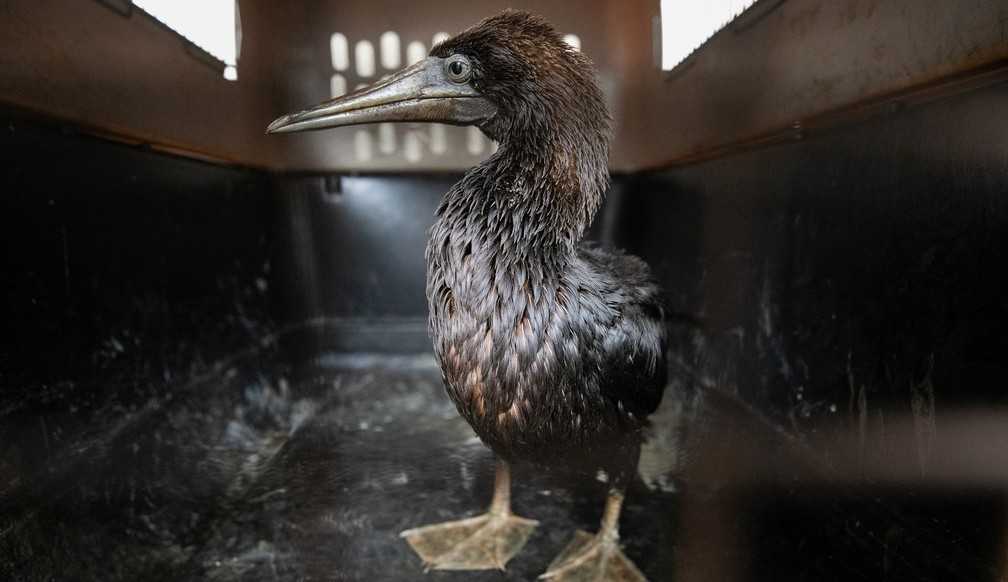 Aves marinhas sofrem ameaça de extinção após derramamento de petróleo no Peru