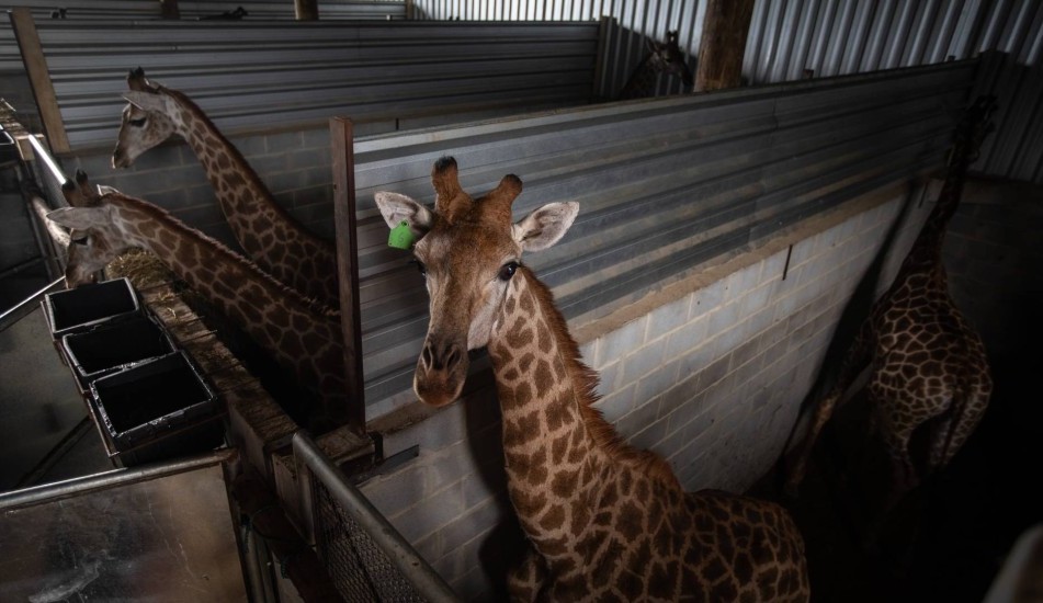 Polícia Federal investiga morte de girafas em resort no Rio Lorena Bueri