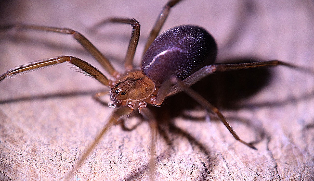 Picada de aranha: conheça espécies e tratamentos