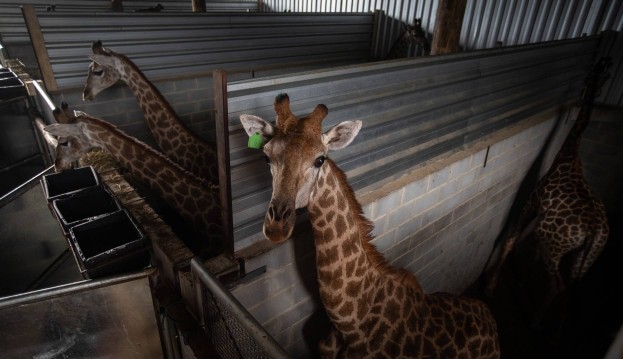 Após importação ilegal ao BioParque, laudo aponta lesões em girafas Lorena Bueri