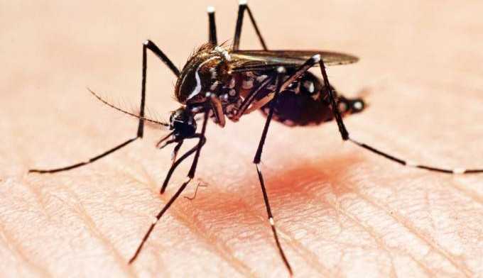 Aumento nos casos de dengue pressiona serviços de saúde em cinco estados