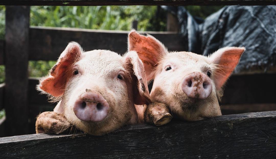Alemanha criará porcos doadores de órgãos para humanos