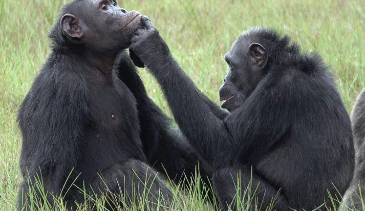 Chimpanzés utilizam insetos para curar ferimentos Lorena Bueri