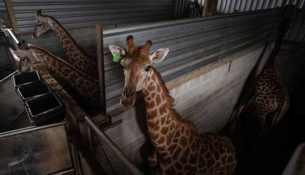 Especialistas contrariam retorno das girafas importadas pelo BioParque à Africa do Sul