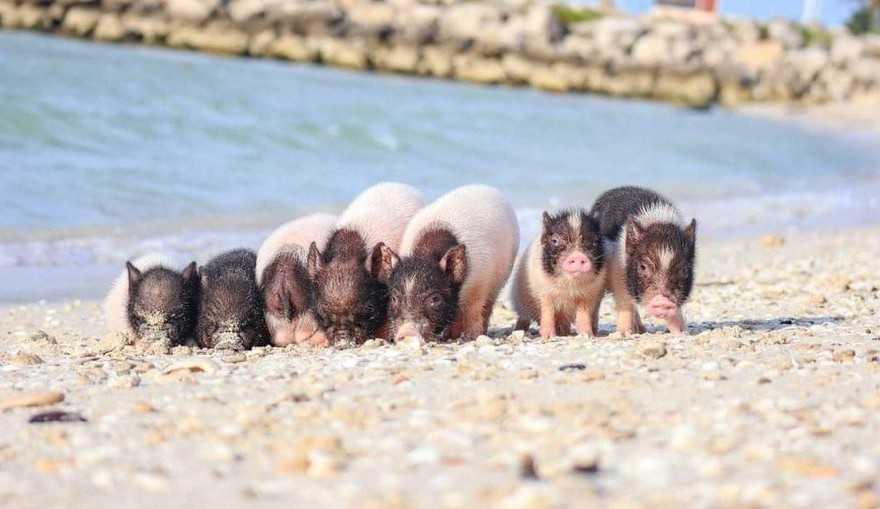 Porcos órfãos invadem praia e se tornam atração principal