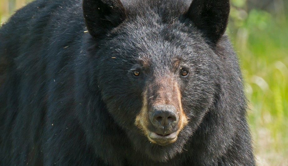 Urso invade 28 casas em busca de comida na Califórnia