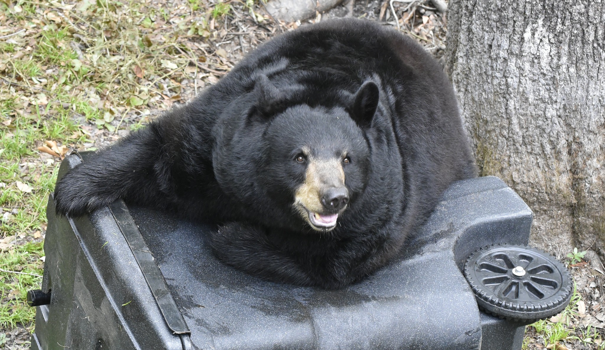Urso de 225 quilos invade casas nos EUA Lorena Bueri