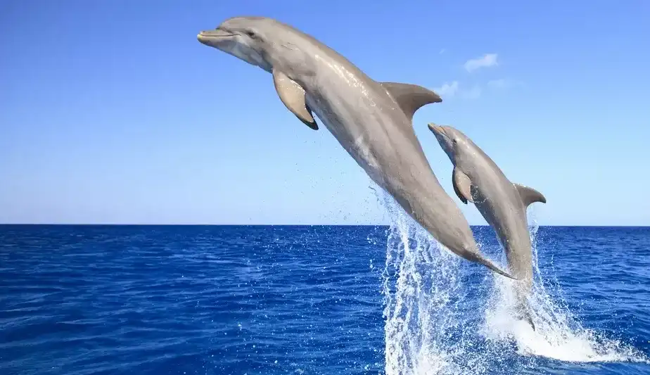 Pesquisa revela sons de identidade em golfinhos-nariz-de-garrafa
