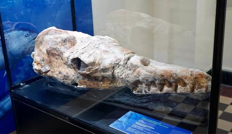 Crânio de baleia que viveu há 40 milhões de anos é encontrado no Peru