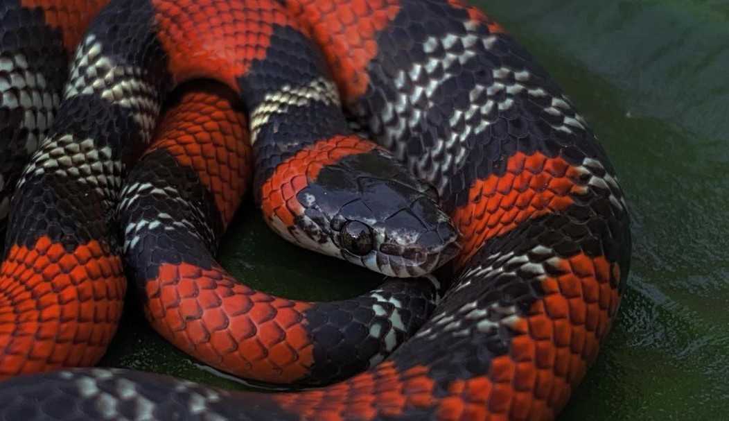 Cobras já tiveram braços e pernas? Fóssil esclarece como serpentes perderam seus membros