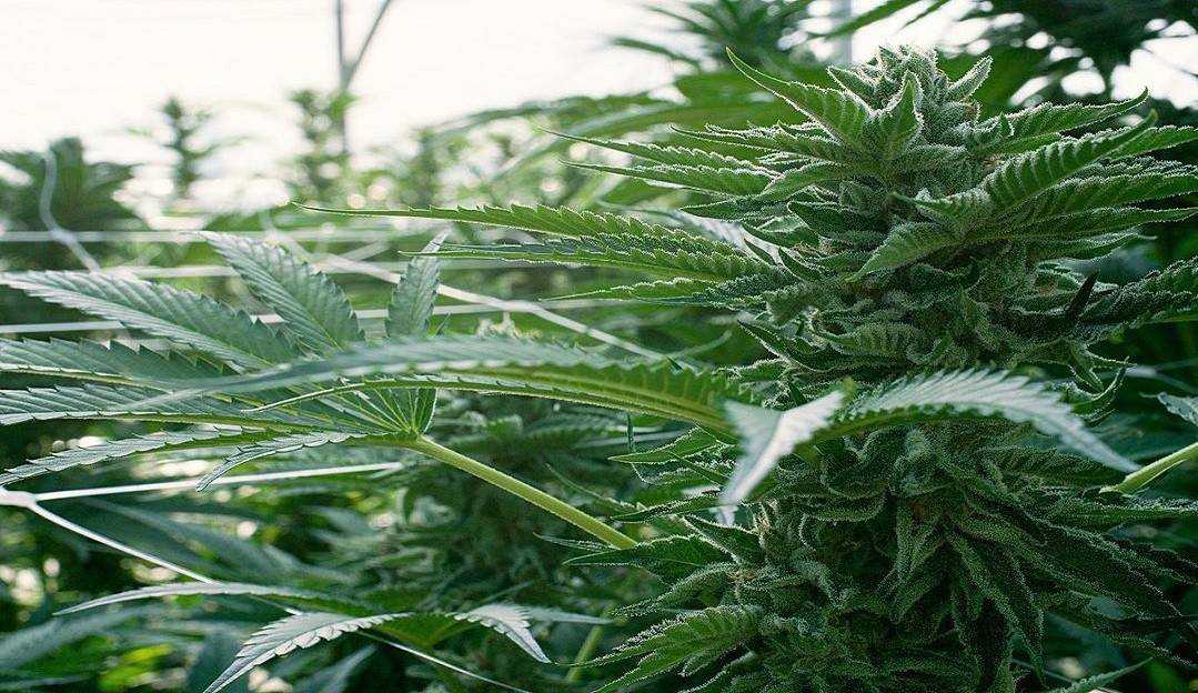 Ministério de Saúde da Argentina autoriza cultivo de Cannabis por ONGs Lorena Bueri