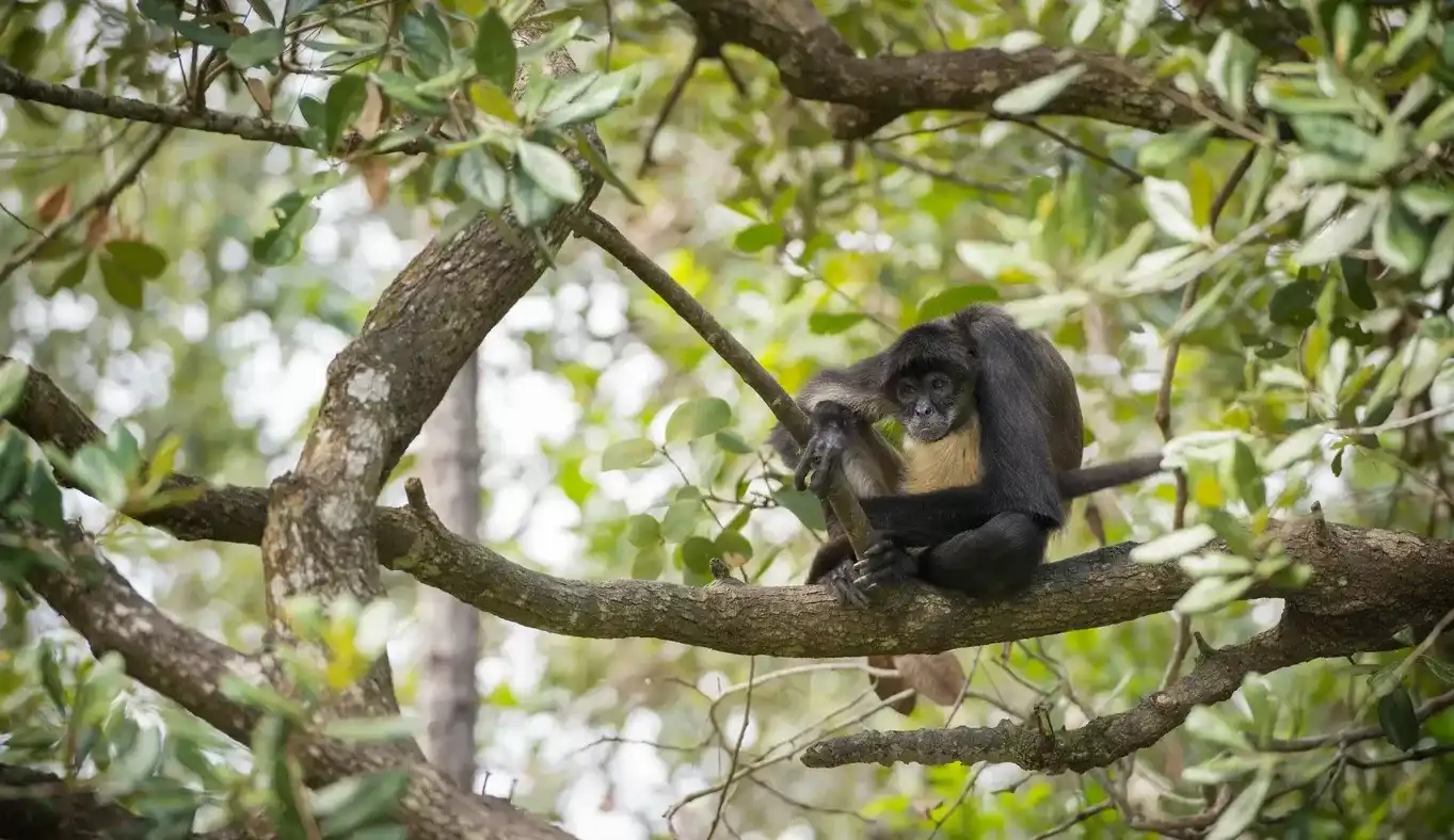 Descoberta sobre macaco-aranha pode explicar relação entre humanos e bebidas alcoólicas