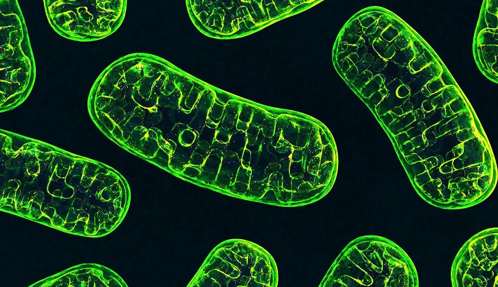 Estudo aponta que mitocôndria pode ser o segredo para longevidade