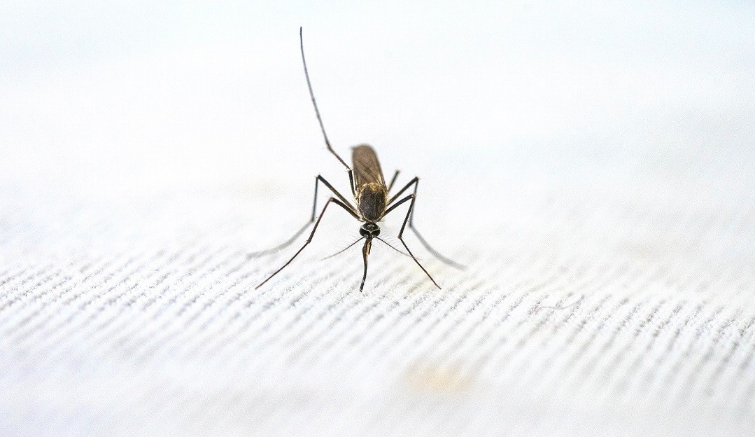 Pesquisa desvenda mistério de 100 anos sobre a Malária