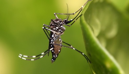 Dengue volta a causar pânico na população e no estado do Paraná já existe diversos casos Lorena Bueri
