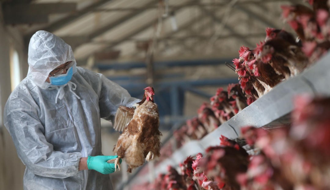 China notifica o primeiro caso de infecção humana pela gripe aviária H3N8 Lorena Bueri