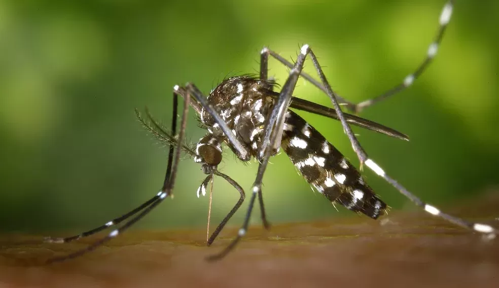 Casos de dengue no Brasil em 2022 já supera números de todo o ano passado