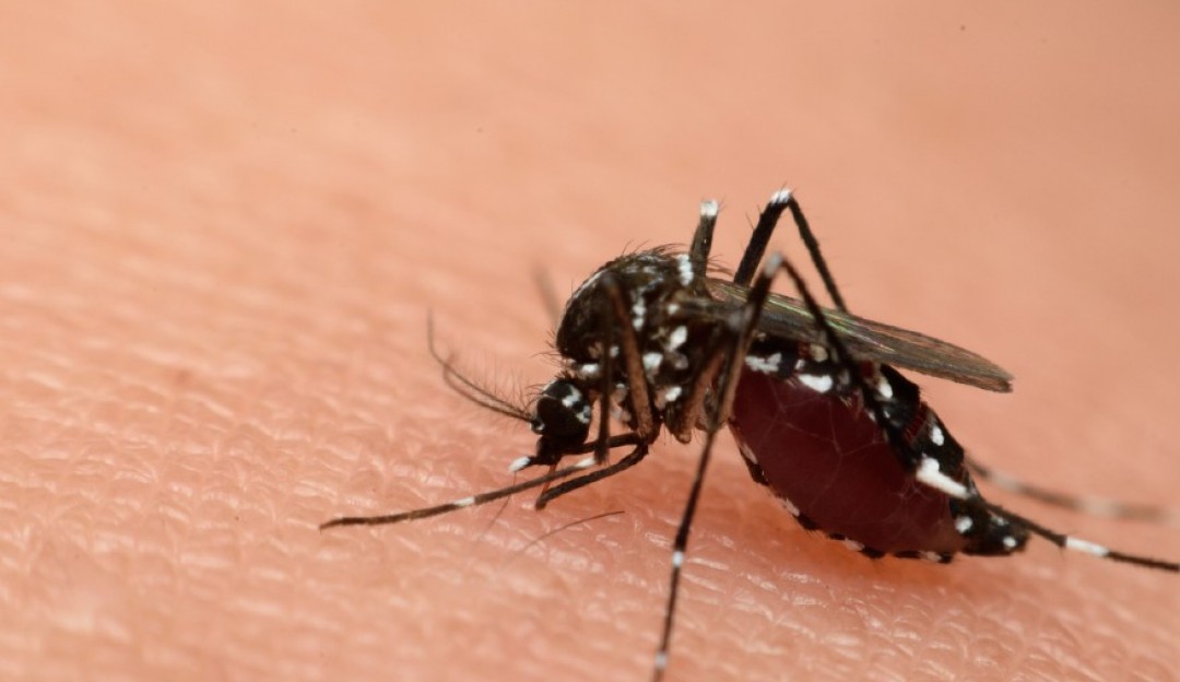 Dengue: Variante mais disseminada no mundo chega ao Brasil; saiba como se proteger Lorena Bueri