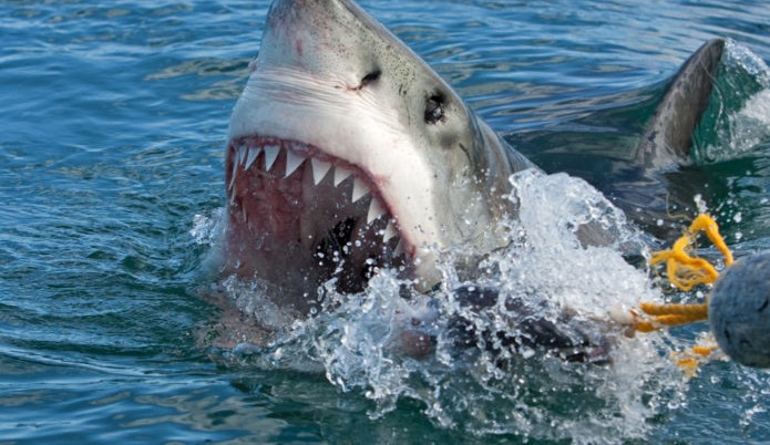 ALERTA: Autoridades flagraram centenas de tubarões no mar nos EUA Lorena Bueri