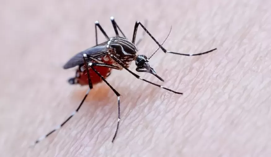Aparecida de Goiânia registra primeira caso do tipo mais transmissível da dengue Lorena Bueri