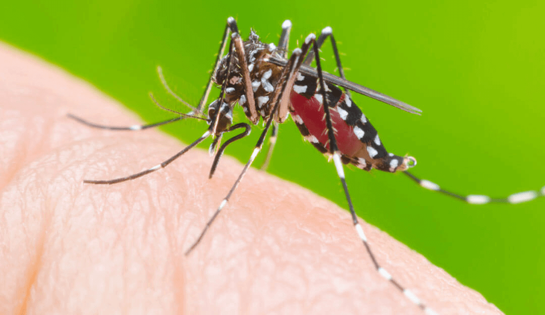 Dengue: população sofre com aumento de casos