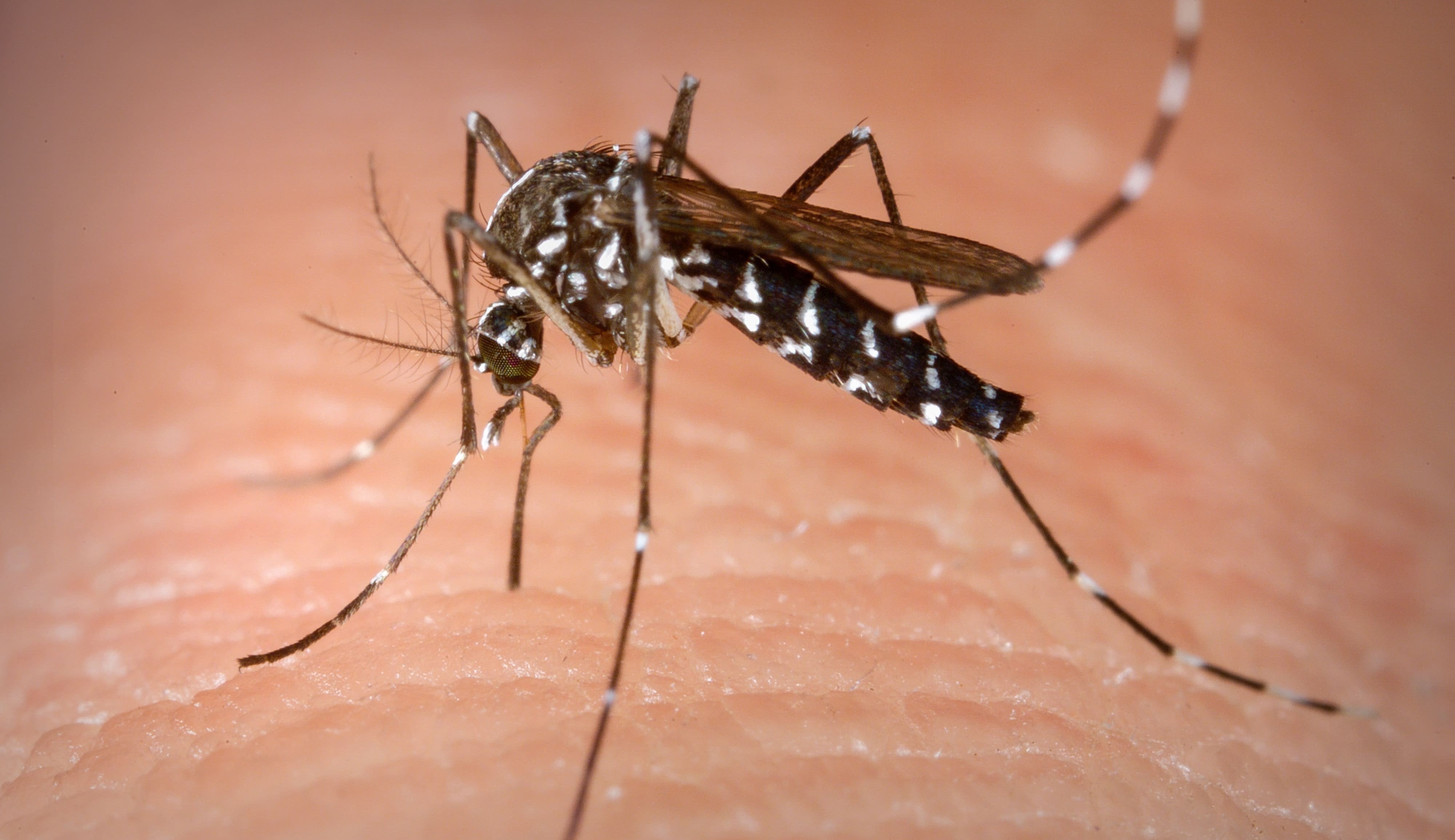 Surto de Dengue, Zika e Chikungunya no Brasil ocasionam falta de testes nas cidades Lorena Bueri
