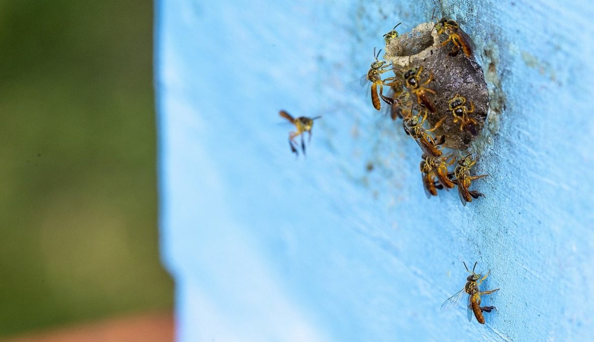 Biólogo brasileiro descobre rede de tráfico de abelhas Lorena Bueri