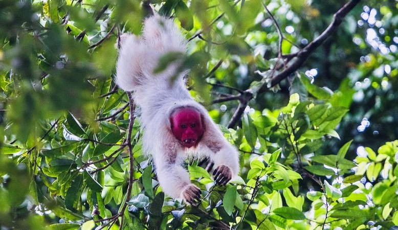 Uakari dos Kanamaris, nova espécie de macaco é descoberta na Amazônia Lorena Bueri