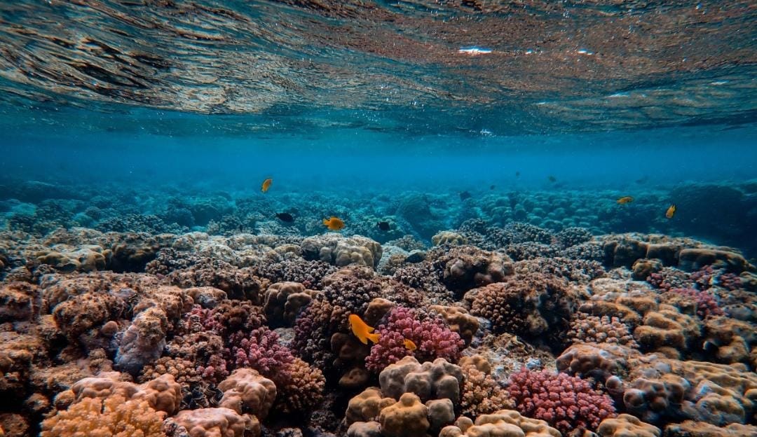 Dia mundial dos oceanos: periódico científico Current Biology aponta para os impactos nocivos da ação humana