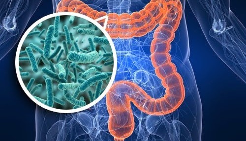 Saiba como a microbiota intestinal te torna mais saudável