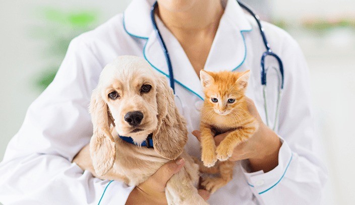 Tratamento Online para o seu pet: Chega ao Brasil a maior plataforma de consultas veterinárias à distância do mundo